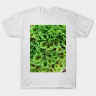 Umbrella moss T-Shirt